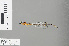  (Drepanosticta forficula - RMNH.INS.229015)  @13 [ ] CreativeCommons - Attribution Non-Commercial Share-Alike (2013) Unspecified Naturalis Biodiversity Center