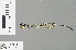  ( - RMNH.INS.229131)  @12 [ ] CreativeCommons - Attribution Non-Commercial Share-Alike (2013) Unspecified Naturalis Biodiversity Center