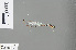  ( - RMNH.INS.229260)  @12 [ ] CreativeCommons - Attribution Non-Commercial Share-Alike (2013) Unspecified Naturalis Biodiversity Center