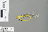  (Ceriagrion fallax - RMNH.INS.500058)  @12 [ ] CreativeCommons - Attribution Non-Commercial Share-Alike (2013) Unspecified Naturalis Biodiversity Center