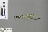 (Allocnemis contraria - RMNH.INS.500096)  @13 [ ] CreativeCommons - Attribution Non-Commercial Share-Alike (2013) Unspecified Naturalis Biodiversity Center