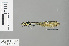  ( - RMNH.INS.500097)  @13 [ ] CreativeCommons - Attribution Non-Commercial Share-Alike (2013) Unspecified Naturalis Biodiversity Center