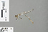  ( - RMNH.INS.500136)  @11 [ ] CreativeCommons - Attribution Non-Commercial Share-Alike (2013) Unspecified Naturalis Biodiversity Center