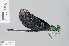  ( - RMNH.INS.500166)  @14 [ ] CreativeCommons - Attribution Non-Commercial Share-Alike (2013) Unspecified Naturalis Biodiversity Center