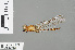  ( - RMNH.INS.500178)  @13 [ ] CreativeCommons - Attribution Non-Commercial Share-Alike (2013) Unspecified Naturalis Biodiversity Center