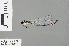  ( - RMNH.INS.500179)  @13 [ ] CreativeCommons - Attribution Non-Commercial Share-Alike (2013) Unspecified Naturalis Biodiversity Center