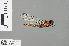  ( - RMNH.INS.500181)  @13 [ ] CreativeCommons - Attribution Non-Commercial Share-Alike (2013) Unspecified Naturalis Biodiversity Center