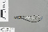  (Allocnemidinae - RMNH.INS.500204)  @14 [ ] CreativeCommons - Attribution Non-Commercial Share-Alike (2013) Unspecified Naturalis Biodiversity Center