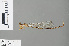 (Ceriagrion rubellocerinum - RMNH.INS.500246)  @13 [ ] CreativeCommons - Attribution Non-Commercial Share-Alike (2013) Unspecified Naturalis Biodiversity Center