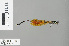  ( - RMNH.INS.500261)  @12 [ ] CreativeCommons - Attribution Non-Commercial Share-Alike (2013) Unspecified Naturalis Biodiversity Center