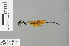  ( - RMNH.INS.500284)  @12 [ ] CreativeCommons - Attribution Non-Commercial Share-Alike (2013) Unspecified Naturalis Biodiversity Center