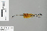  ( - RMNH.INS.500285)  @12 [ ] CreativeCommons - Attribution Non-Commercial Share-Alike (2013) Unspecified Naturalis Biodiversity Center