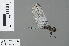  ( - RMNH.INS.500495)  @13 [ ] CreativeCommons - Attribution Non-Commercial Share-Alike (2013) Unspecified Naturalis Biodiversity Center