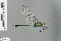  ( - RMNH.INS.500518)  @13 [ ] CreativeCommons - Attribution Non-Commercial Share-Alike (2013) Unspecified Naturalis Biodiversity Center