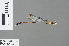  ( - RMNH.INS.500526)  @13 [ ] CreativeCommons - Attribution Non-Commercial Share-Alike (2013) Unspecified Naturalis Biodiversity Center