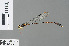  ( - RMNH.INS.500537)  @13 [ ] CreativeCommons - Attribution Non-Commercial Share-Alike (2013) Unspecified Naturalis Biodiversity Center