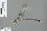 ( - RMNH.INS.500544)  @13 [ ] CreativeCommons - Attribution Non-Commercial Share-Alike (2013) Unspecified Naturalis Biodiversity Center