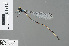  (Teinobasis pretiosa - RMNH.INS.500548)  @14 [ ] CreativeCommons - Attribution Non-Commercial Share-Alike (2013) Unspecified Naturalis Biodiversity Center
