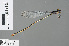  ( - RMNH.INS.500549)  @14 [ ] CreativeCommons - Attribution Non-Commercial Share-Alike (2013) Unspecified Naturalis Biodiversity Center