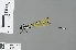  (Nososticta nigrofasciata - RMNH.INS.500571)  @14 [ ] CreativeCommons - Attribution Non-Commercial Share-Alike (2013) Unspecified Naturalis Biodiversity Center