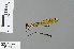  ( - RMNH.INS.500574)  @13 [ ] CreativeCommons - Attribution Non-Commercial Share-Alike (2013) Unspecified Naturalis Biodiversity Center