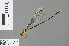  ( - RMNH.INS.500603)  @13 [ ] CreativeCommons - Attribution Non-Commercial Share-Alike (2013) Unspecified Naturalis Biodiversity Center