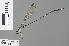  (Teinobasis scintillans - RMNH.INS.500613)  @13 [ ] CreativeCommons - Attribution Non-Commercial Share-Alike (2013) Unspecified Naturalis Biodiversity Center