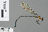  ( - RMNH.INS.500623)  @13 [ ] CreativeCommons - Attribution Non-Commercial Share-Alike (2013) Unspecified Naturalis Biodiversity Center