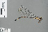  ( - RMNH.INS.500626)  @13 [ ] CreativeCommons - Attribution Non-Commercial Share-Alike (2013) Unspecified Naturalis Biodiversity Center