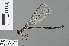  ( - RMNH.INS.500632)  @14 [ ] CreativeCommons - Attribution Non-Commercial Share-Alike (2013) Unspecified Naturalis Biodiversity Center