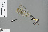  ( - RMNH.INS.500634)  @11 [ ] CreativeCommons - Attribution Non-Commercial Share-Alike (2013) Unspecified Naturalis Biodiversity Center
