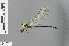  (Palaeosynthemis feronia - RMNH.INS.500642)  @14 [ ] CreativeCommons - Attribution Non-Commercial Share-Alike (2013) Unspecified Naturalis Biodiversity Center