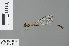  ( - RMNH.INS.500659)  @13 [ ] CreativeCommons - Attribution Non-Commercial Share-Alike (2013) Unspecified Naturalis Biodiversity Center