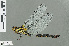  (Aeschnophlebia - RMNH.INS.500705)  @12 [ ] CreativeCommons - Attribution Non-Commercial Share-Alike (2013) Unspecified Naturalis Biodiversity Center