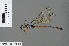  ( - RMNH.INS.500953)  @13 [ ] CreativeCommons - Attribution Non-Commercial Share-Alike (2013) Unspecified Naturalis Biodiversity Center