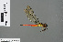  ( - RMNH.INS.501008)  @13 [ ] CreativeCommons - Attribution Non-Commercial Share-Alike (2013) Unspecified Naturalis Biodiversity Center