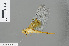  ( - RMNH.INS.501133)  @11 [ ] CreativeCommons - Attribution Non-Commercial Share-Alike (2013) Unspecified Naturalis Biodiversity Center