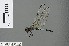  ( - RMNH.INS.501140)  @13 [ ] CreativeCommons - Attribution Non-Commercial Share-Alike (2013) Unspecified Naturalis Biodiversity Center