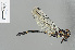  ( - RMNH.INS.501168)  @13 [ ] CreativeCommons - Attribution Non-Commercial Share-Alike (2013) Unspecified Naturalis Biodiversity Center