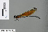  (Euphaea ochracea - RMNH.INS.501181)  @12 [ ] CreativeCommons - Attribution Non-Commercial Share-Alike (2013) Unspecified Naturalis Biodiversity Center