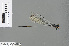  ( - RMNH.INS.501207)  @14 [ ] CreativeCommons - Attribution Non-Commercial Share-Alike (2013) Unspecified Naturalis Biodiversity Center