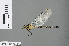  (Burmagomphus williamsoni - RMNH.INS.501209)  @13 [ ] CreativeCommons - Attribution Non-Commercial Share-Alike (2013) Unspecified Naturalis Biodiversity Center