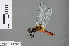  ( - RMNH.INS.501214)  @11 [ ] CreativeCommons - Attribution Non-Commercial Share-Alike (2013) Unspecified Naturalis Biodiversity Center