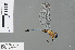  ( - RMNH.INS.501269)  @13 [ ] CreativeCommons - Attribution Non-Commercial Share-Alike (2013) Unspecified Naturalis Biodiversity Center