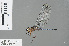  ( - RMNH.INS.501270)  @13 [ ] CreativeCommons - Attribution Non-Commercial Share-Alike (2013) Unspecified Naturalis Biodiversity Center