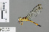  ( - RMNH.INS.501275)  @13 [ ] CreativeCommons - Attribution Non-Commercial Share-Alike (2013) Unspecified Naturalis Biodiversity Center