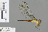  ( - RMNH.INS.501277)  @13 [ ] CreativeCommons - Attribution Non-Commercial Share-Alike (2013) Unspecified Naturalis Biodiversity Center