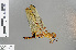  ( - RMNH.INS.501286)  @12 [ ] CreativeCommons - Attribution Non-Commercial Share-Alike (2013) Unspecified Naturalis Biodiversity Center