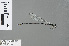  ( - RMNH.INS.501334)  @11 [ ] CreativeCommons - Attribution Non-Commercial Share-Alike (2013) Unspecified Naturalis Biodiversity Center