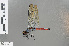  ( - RMNH.INS.501346)  @13 [ ] CreativeCommons - Attribution Non-Commercial Share-Alike (2013) Unspecified Naturalis Biodiversity Center